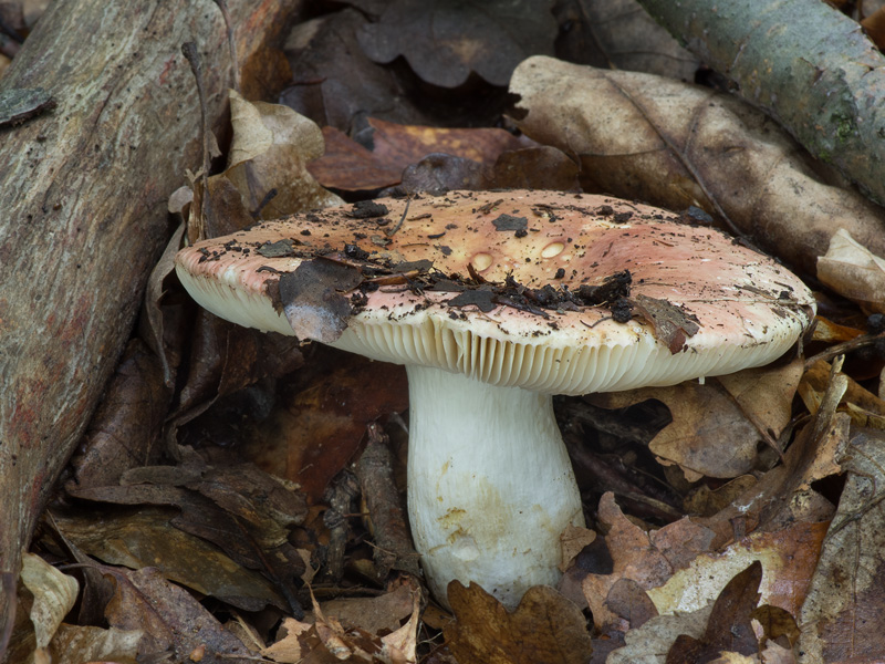 Russula faginea